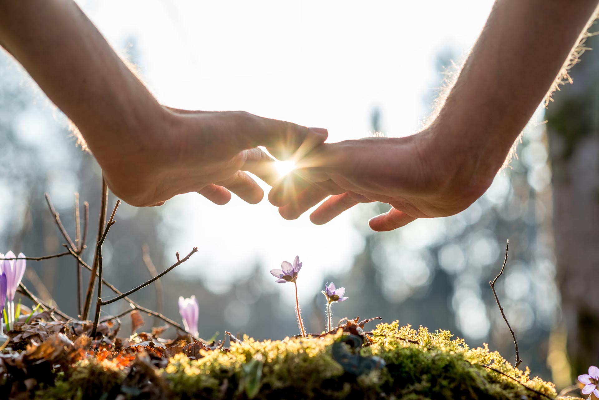 Le pouvoir des plantes